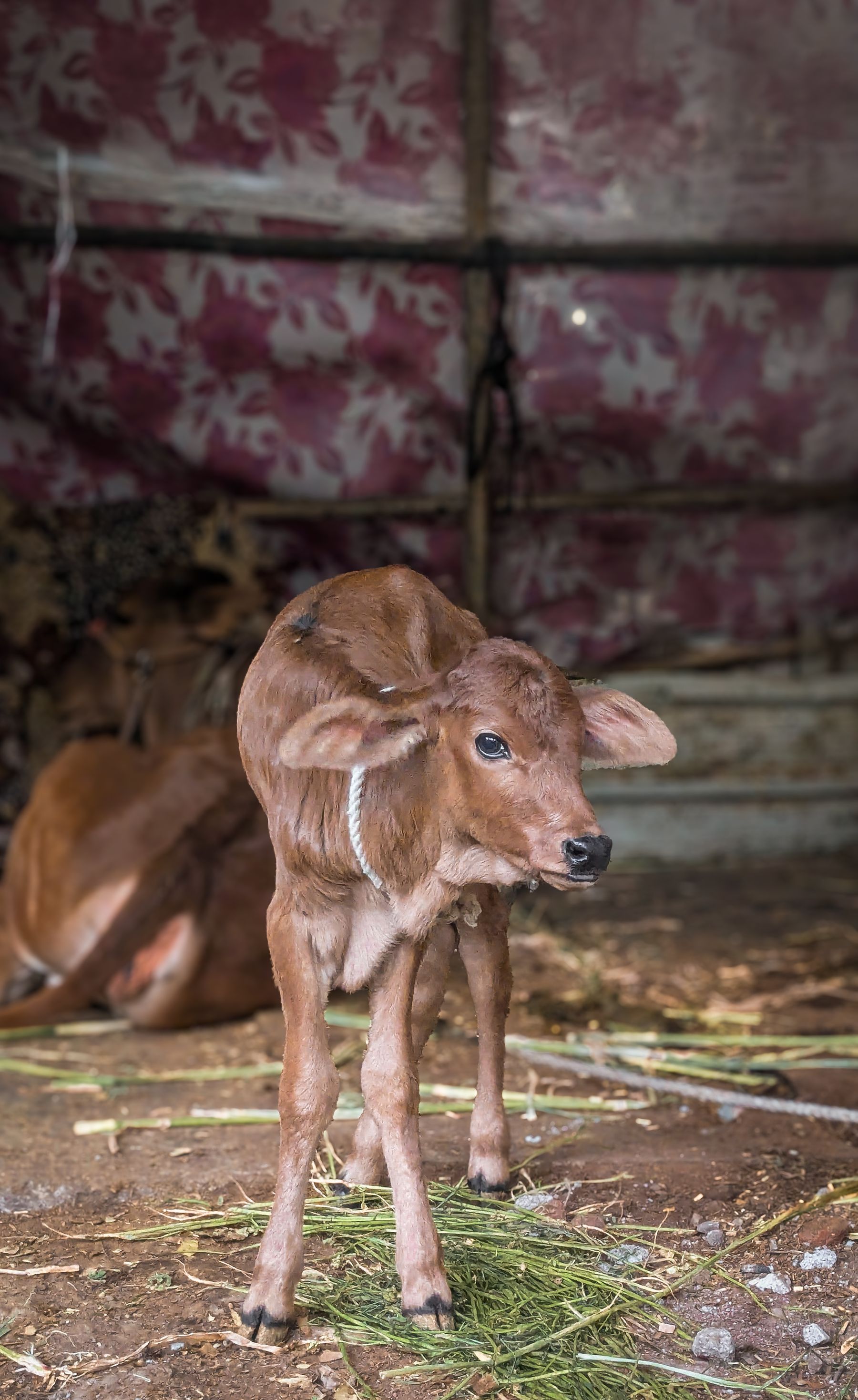 A young brown calf standing on straw in a barn